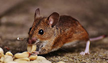 24 Hour & Emergency Exterminators in Ocheyedan, IA